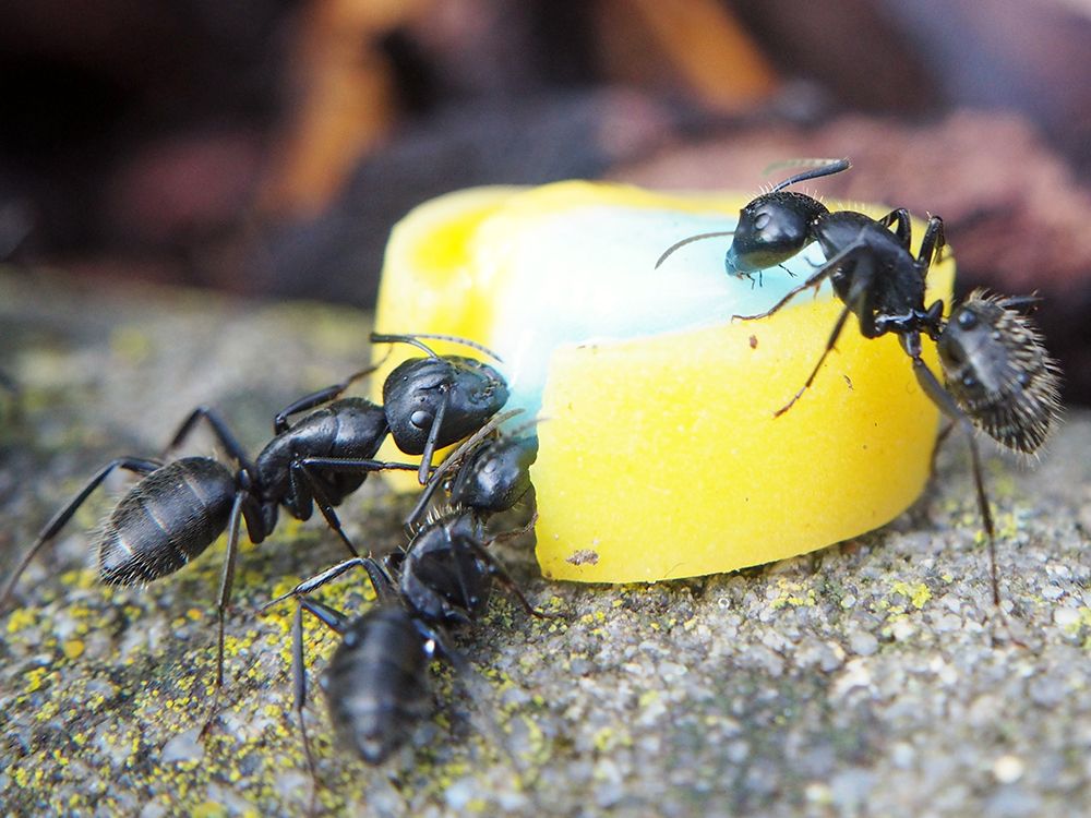 ▲螞蟻吃糖，但是吃不吃蜂蜜呢?  圖片出處pixabay
