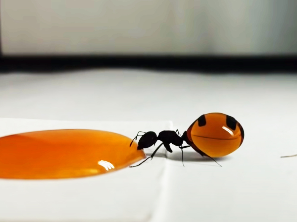 ▲蜜罐蟻吸食稀釋後的蜂蜜，肚子漲好大~!!  圖片出處 : YouTube