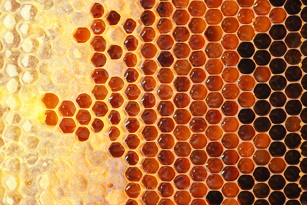 封蓋與未封蓋的巢蜜，工蜂會將釀製好的蜂蜜封蓋保存，未封蓋為尚未儲滿或仍在釀製中