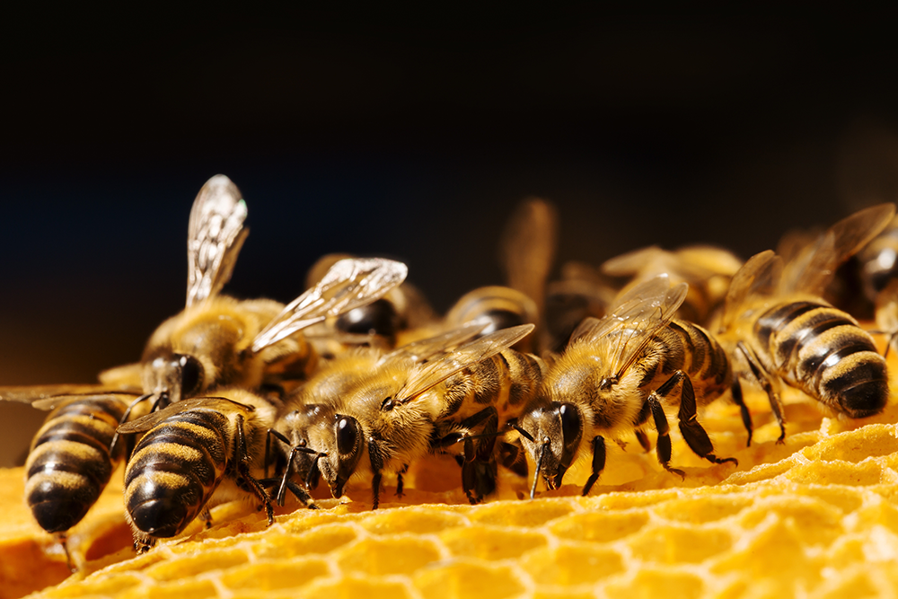 蜜蜂不斷的振翅煽風，互相緊密依偎以提高巢房內的溫度，快速蒸發蜜中的水分